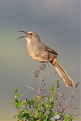 California Thrasher